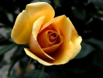 Beautiful Rose!