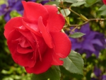 Bright Red Rose!
