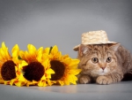 *** Cat with sunflowers ***
