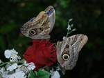 2 Butterflies on a Rose!