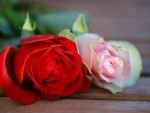 Red and Pink Rose!