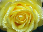 Yellow Rose!