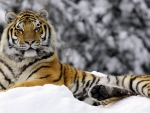 tiger in snow