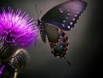 butterfly and thistle