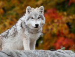 Arctic Wolf