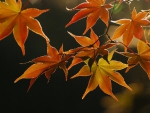 Autumn Leaves