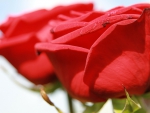 Red Roses!
