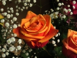 Orange Rose!