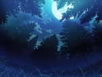 Forest in Night