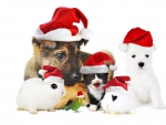 Christmas Pets!