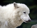 white timber wolf
