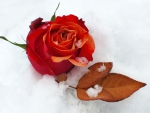 Frozen Rose