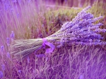 Lavender!