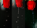 Tears of roses