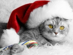 Santa Cat