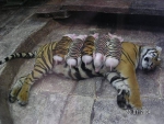 Tiger with baby piglets