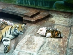 Tiger with baby piglets #1