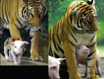 Tiger with baby piglets # 2