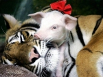 Tiger with baby piglets #3