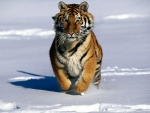 TIGER IN SNOW