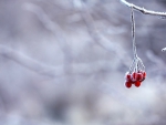 Winter Berries!
