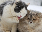 Cute Winter Cats