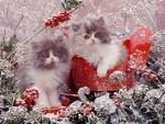 Persian kittens among snowy holly
