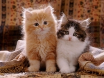 Cute kittens with fringed cover