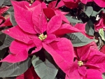 Beautiful Poinsettia