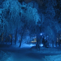 Blue Winter Forest!