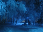 Blue Winter Forest!