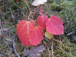Red autumn leaf