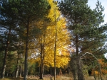 Yellow Aspen tree