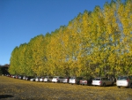 Car Parking in Autumn