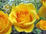A YELLOW ROSE FOR YOU MONARCH