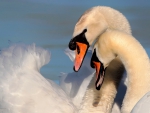 *** Swan love ***