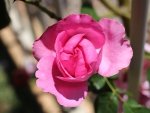 Pink Rose opening
