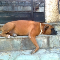 Boxer's Life