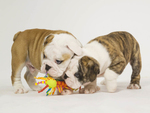 Bulldog puppys