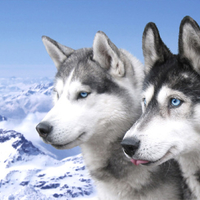 husky wolves