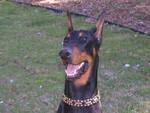 doberman!!