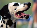 dalmation!!!