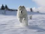 Samoyed