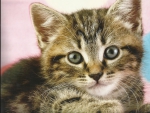 Kitten