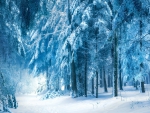 Winter Forest!