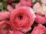 Pink ranunculus