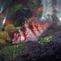 Fish on the bottom of the sea!