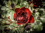 Red Rose!
