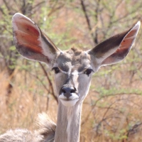 Rhino and Lion Park Kudu