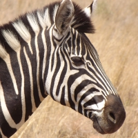 Rhino and Lion Park Bright Black and White Zebra
